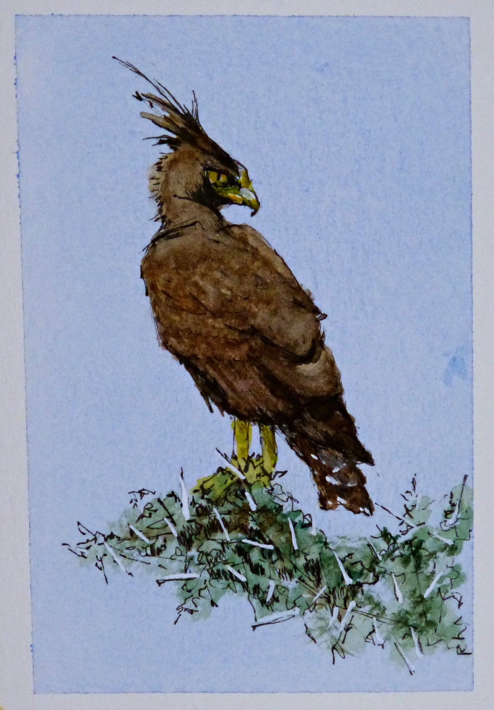 2026-09 Crested Eagle 01.JPG