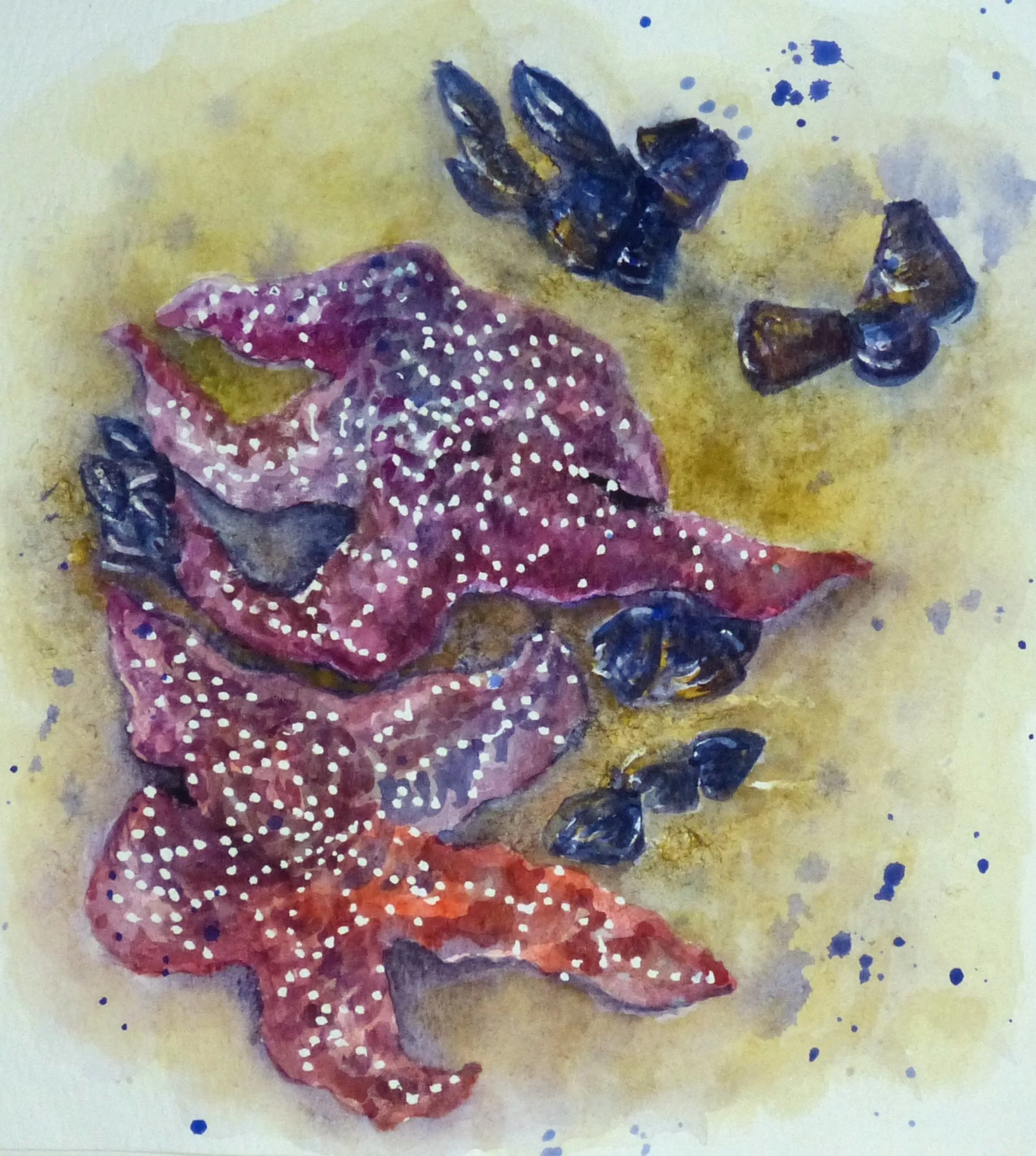 2026-09 Sea Stars 01.JPG