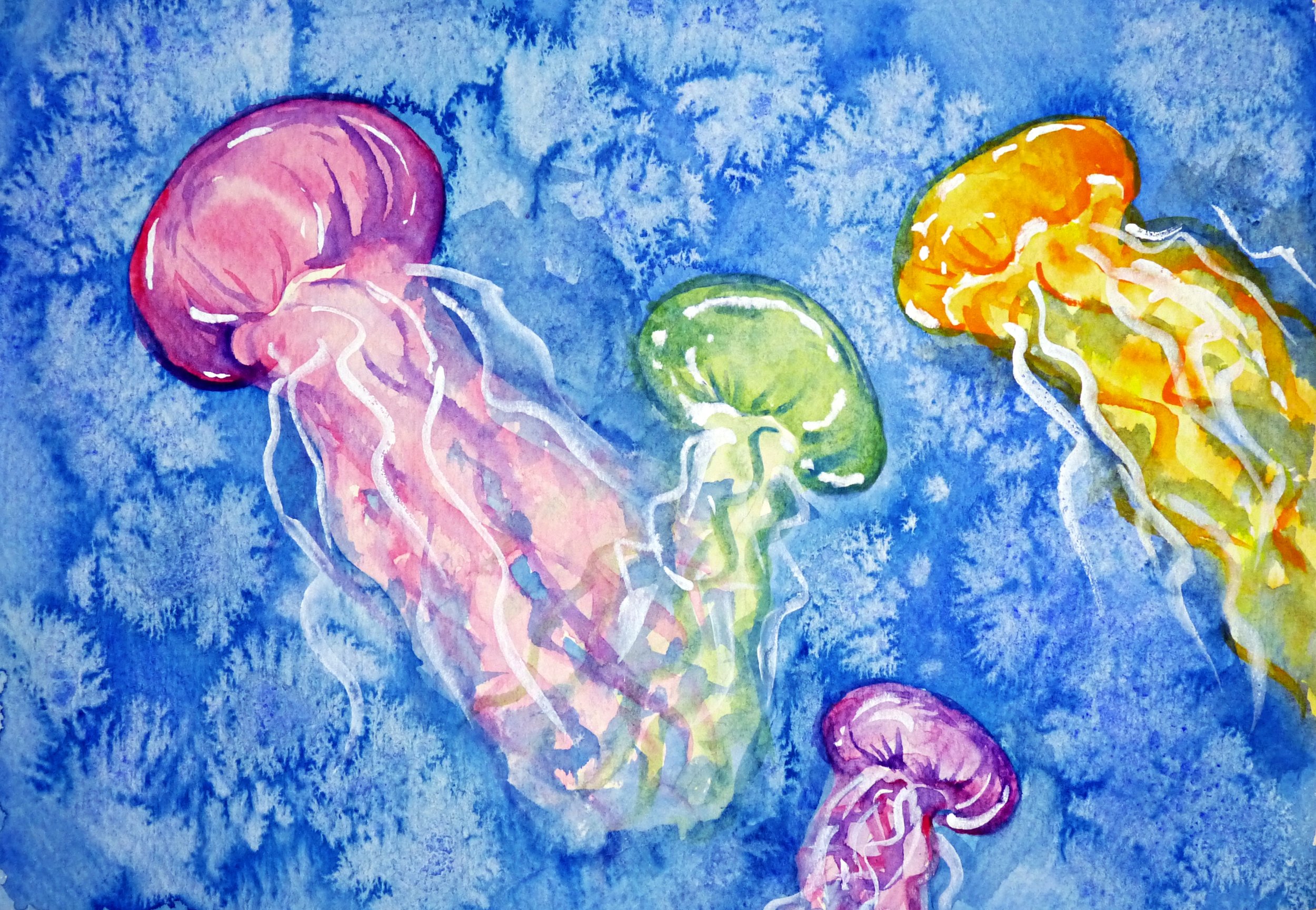 2026-08 Jellies 01.JPG