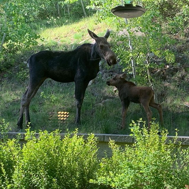 Ok I promise this won&rsquo;t be a summer filled with moose posts only. But SERIOUSLY - did you SEE that baby?  I think he or she was literally just born.  He was falling over his own legs just like I do after&hellip; oh let&rsquo;s be honest, just l