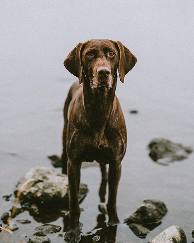 Old girl in some order. ❤️ #gsp #germanpointer #seniordogsofinstagram