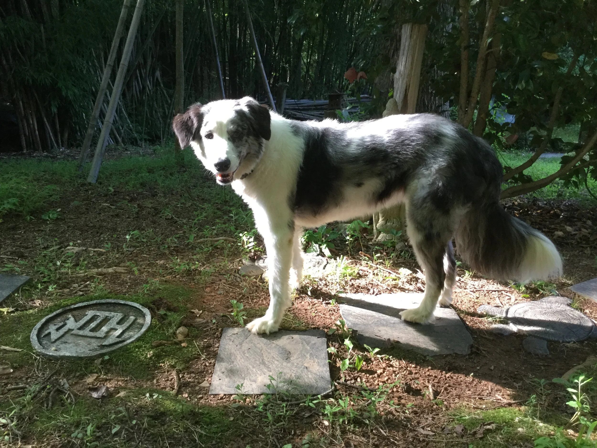 Mongo! The black bamboo pavilion school's mascot! ...."rest posture" on stone pathway...