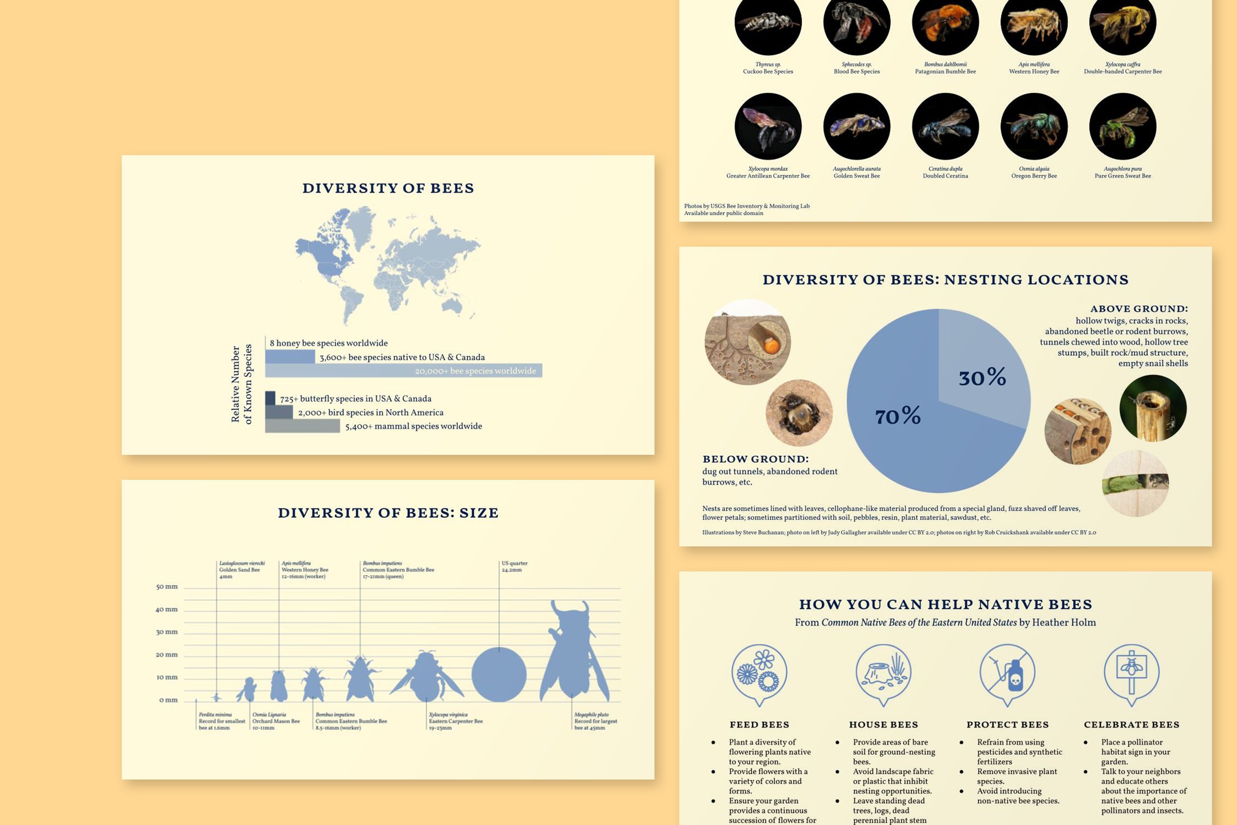 Presentation Design Mockup_01_Bee Prez infographics.jpg