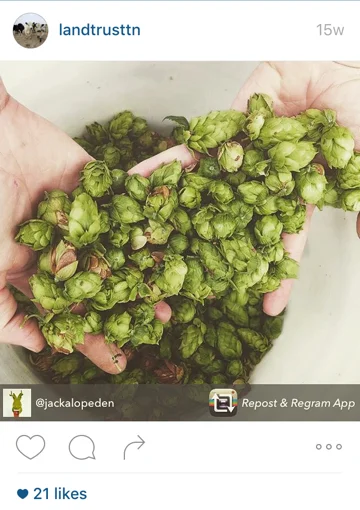 hops.jpg