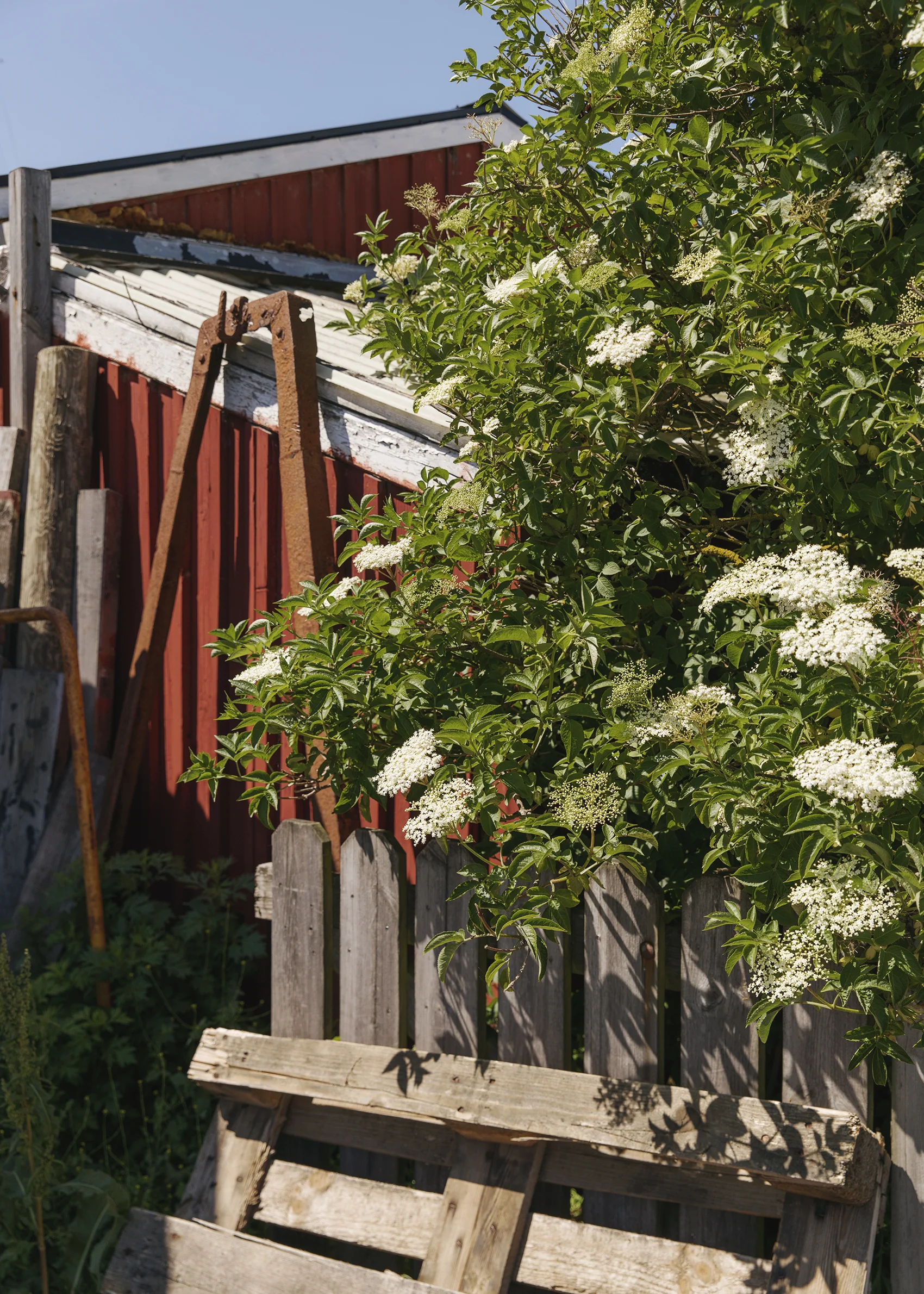 Alona Vibe photographer Skåne