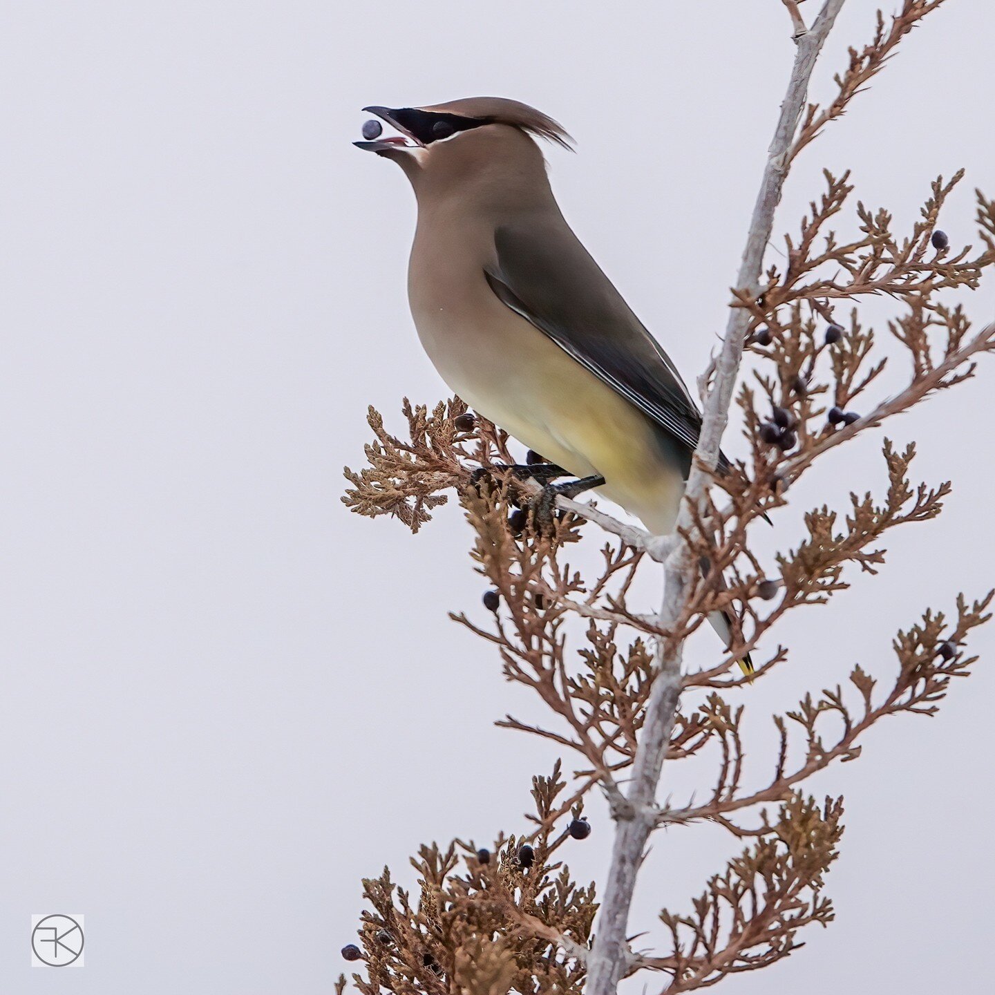 A lucky catch (for the photographer, not the bird)! #hereforthestills #birdphotography #cedarwaxwing #sonyrx10iv