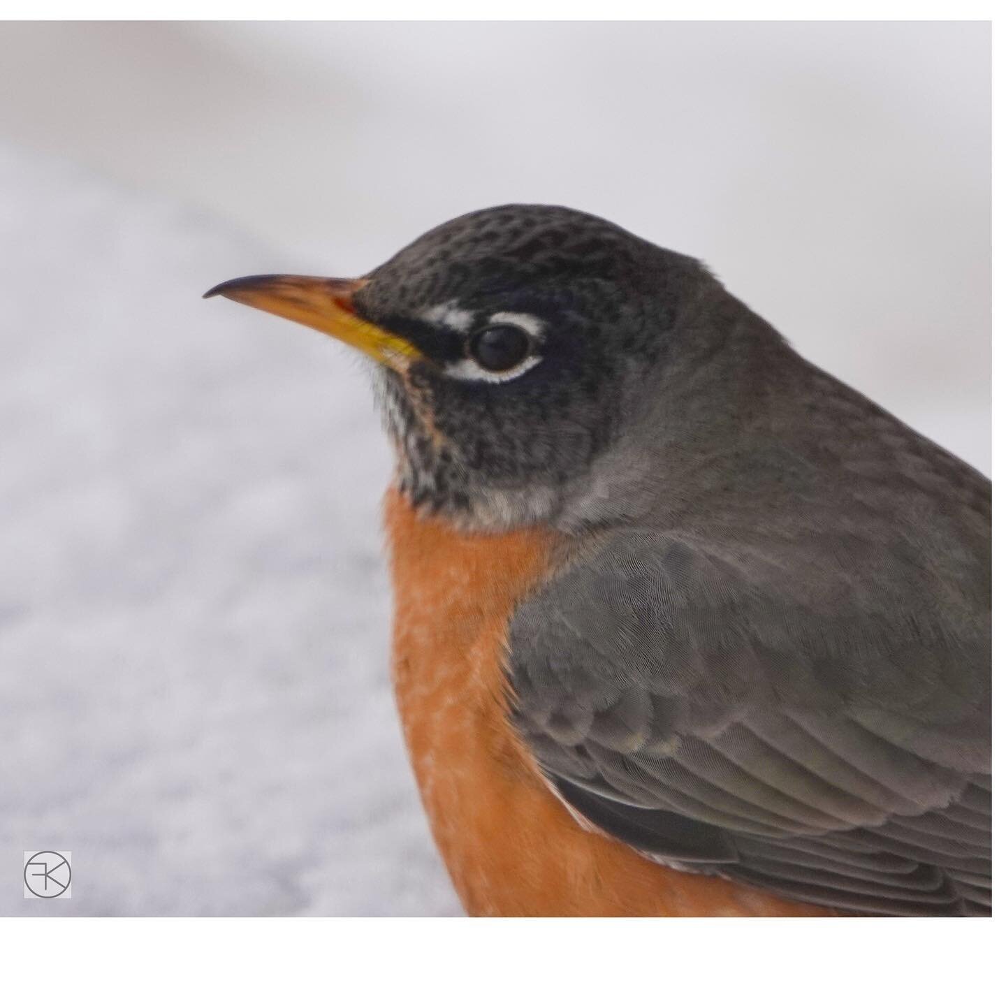 American Robin #birdphotography #robin #hereforthestills #sonyrx10iv