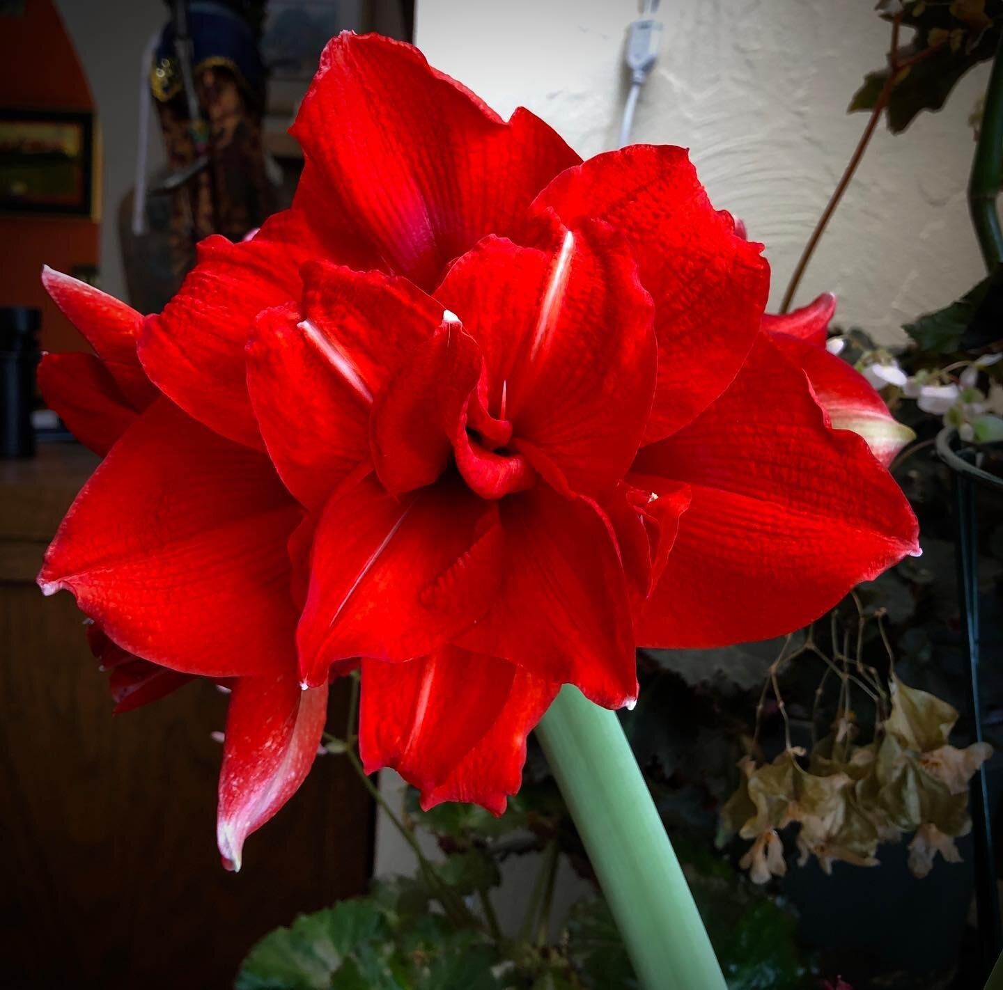 Amaryllis Inferno #amaryllis #hereforthestills