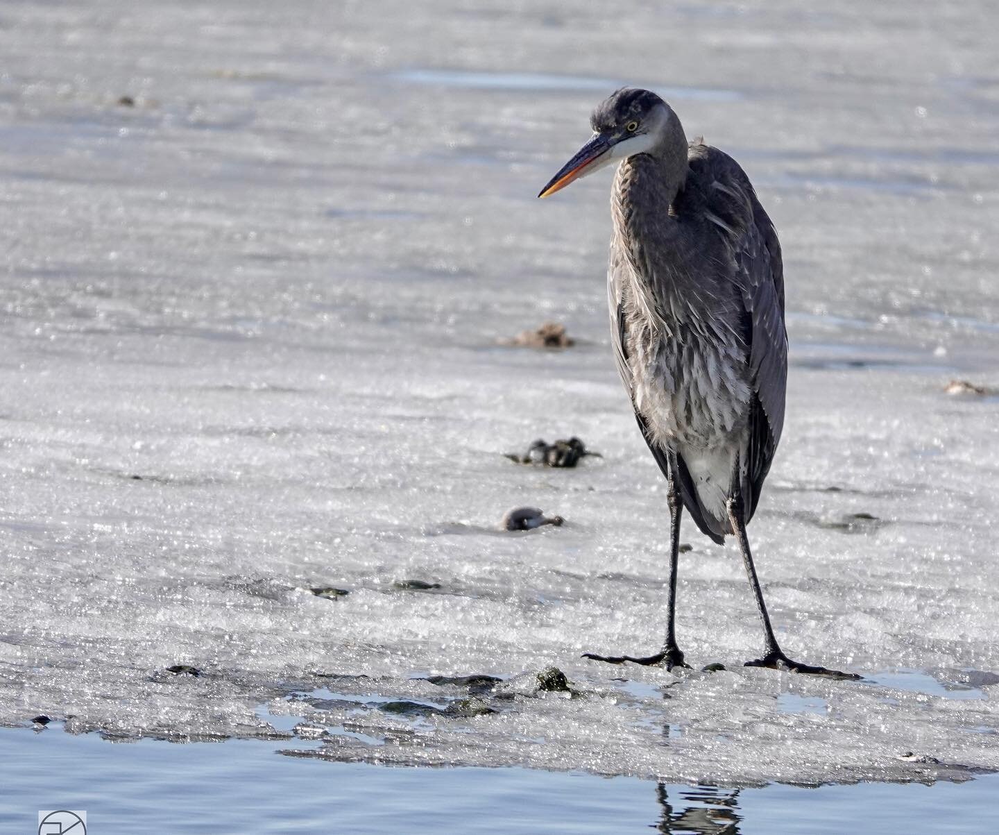 Great Blue Heron on the icy water&rsquo;s edge at Spring Creek Marina. He stepped on a thin spot and slipped in. #greatblueherons #greatblueheron #hereforthestills #sonyrx10iv