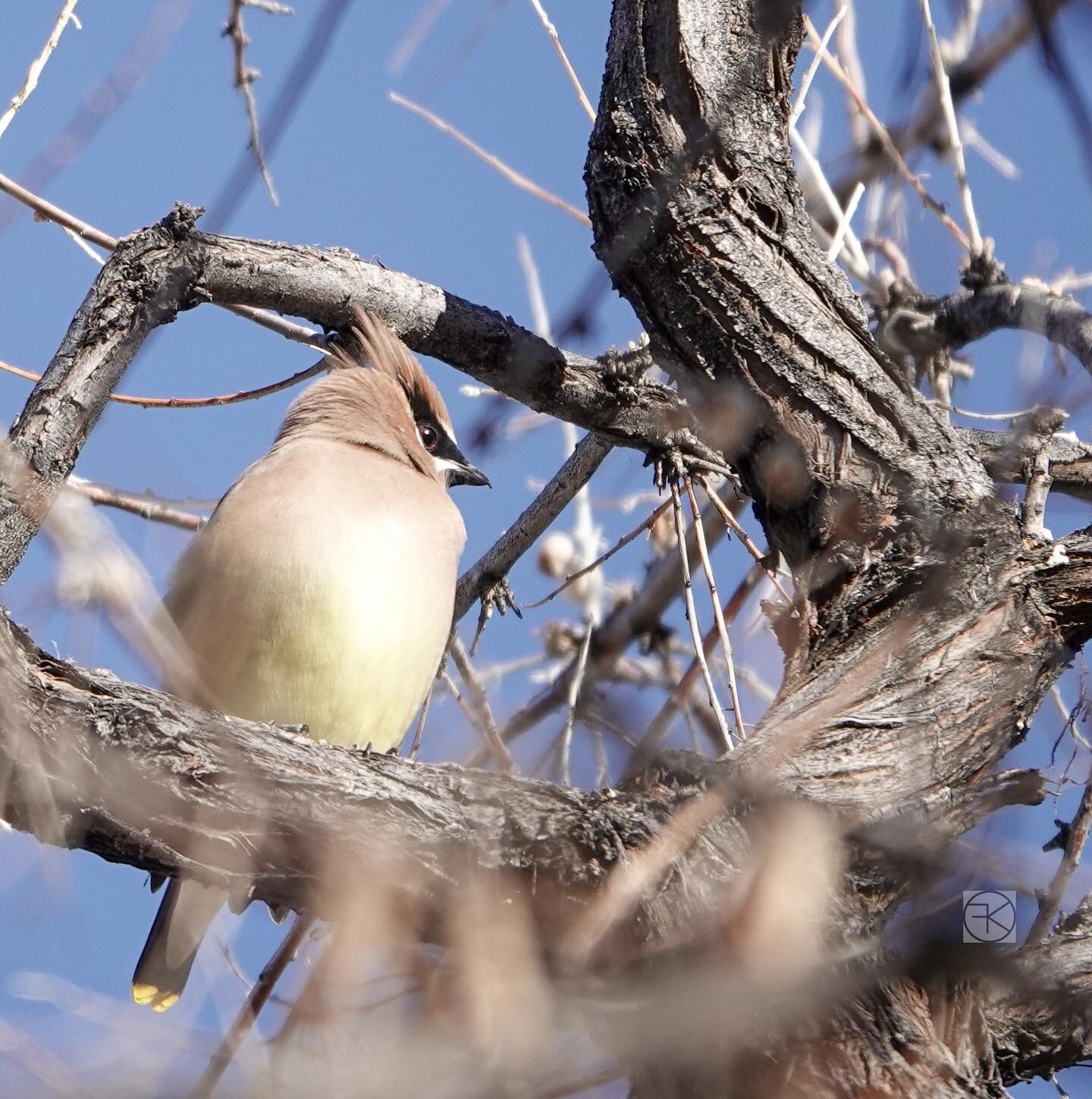 Cedar Waxwing. One of my favorite birds.  #birdphotography #sonyrx10iv #hereforthestills #cedarwaxwing