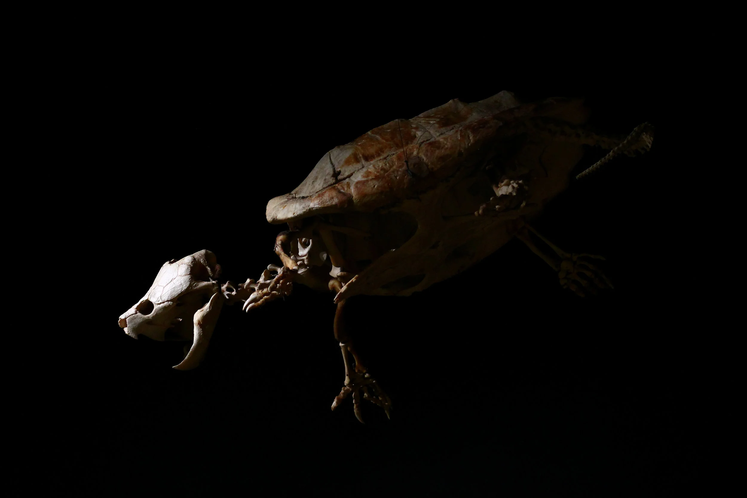 Turtle Skeleton.jpg
