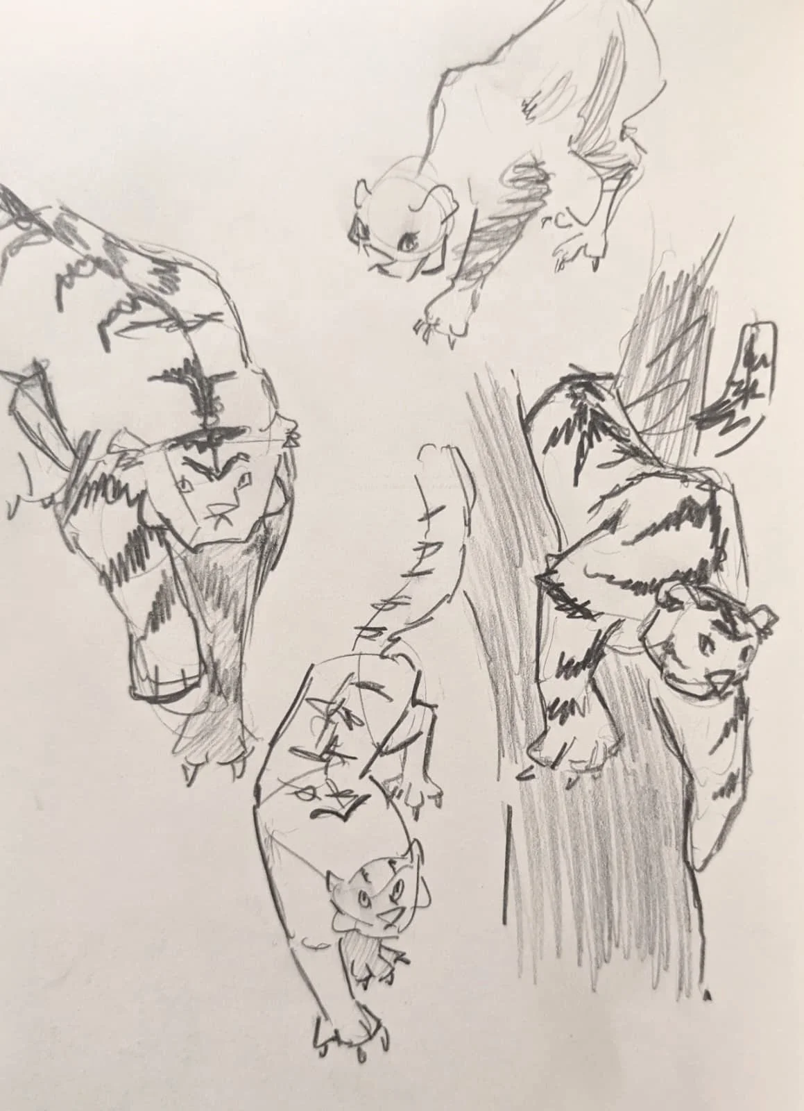 tigers.jpg