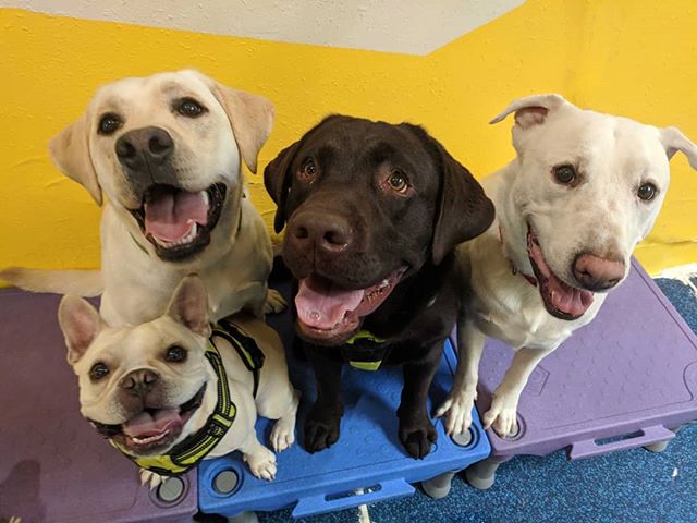 These pups love taking pictures 📸. Which one loves them the most ?
#puppiesofinstagram #photogenic #bestfriends #smile #gooddoggos #playbow