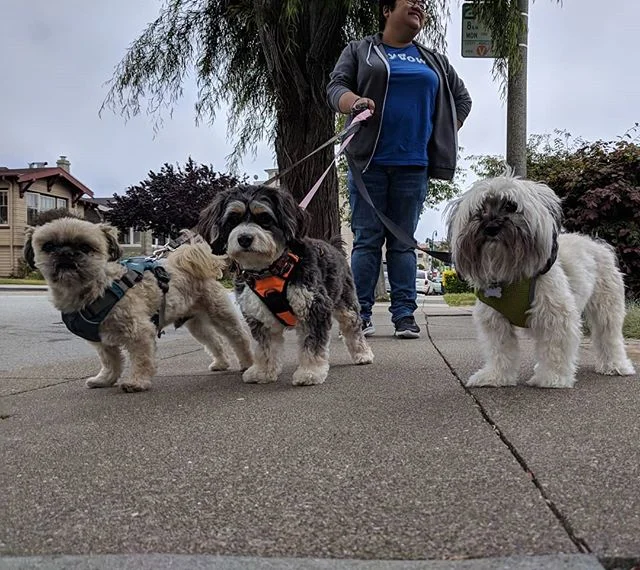 Pre-order Playbow's latest rap album ft Sadi B, Lil Mochi, and Yung Rory 🔥🔥🔥🔥 #doggos #rapper #hiphop #littledoglife #havanese #shitzu #bernadoodle