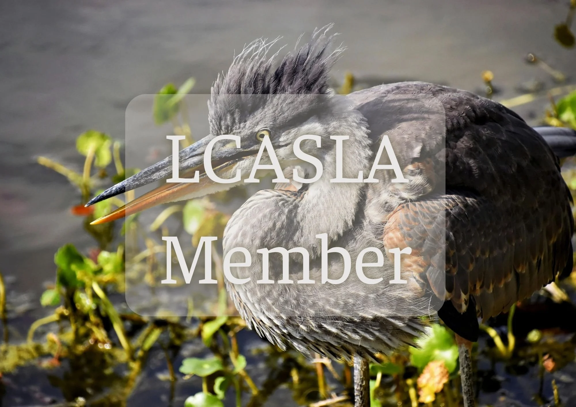 LCASLA MEMBER.jpg