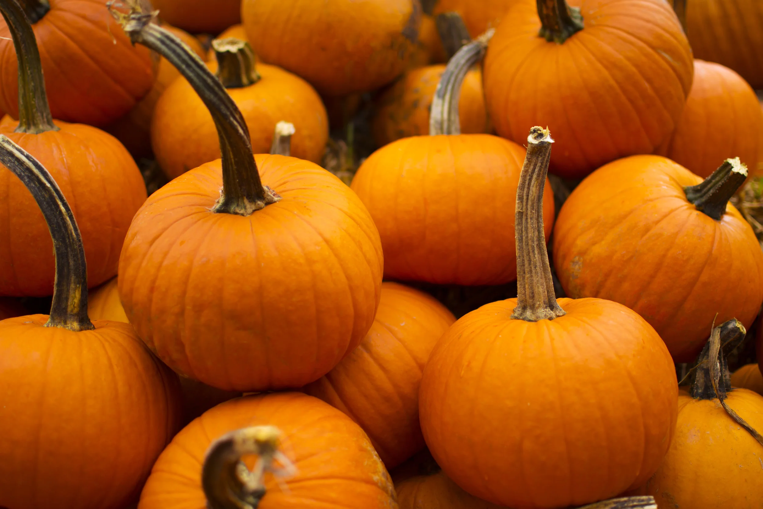 Healthy Pumpkin Spice Muffins
