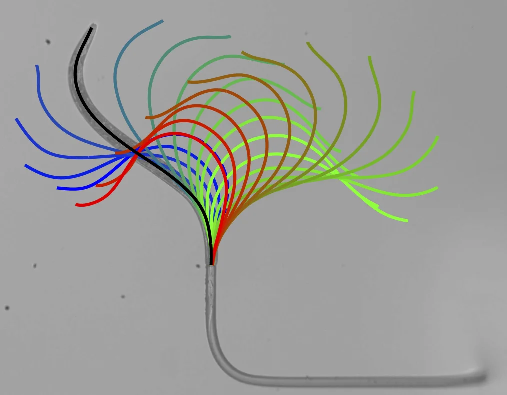 C. elegans swimming while tethered by a force transducer (glass micropipette)
