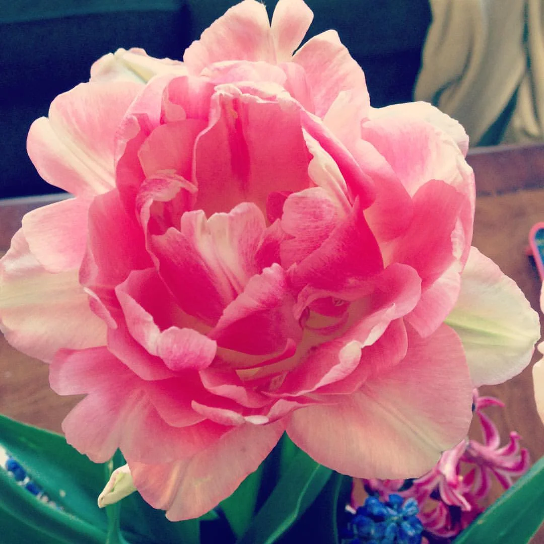 tulip2016.jpg