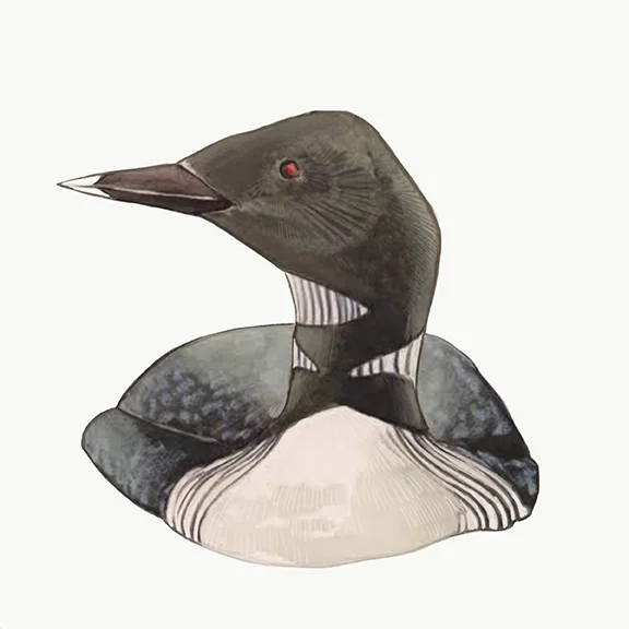 Loon