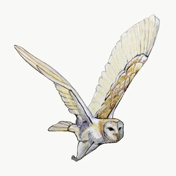 Barn Owl
