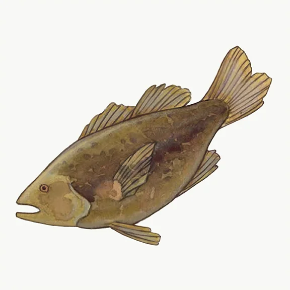 Bass