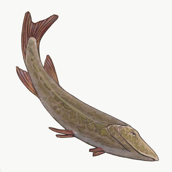 Pike