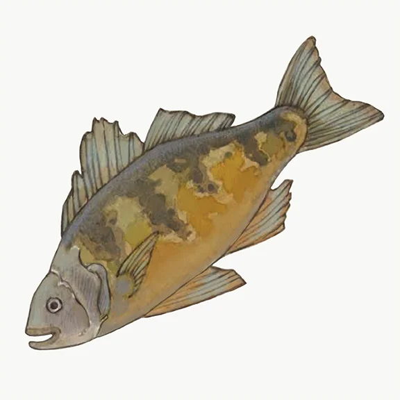 Perch