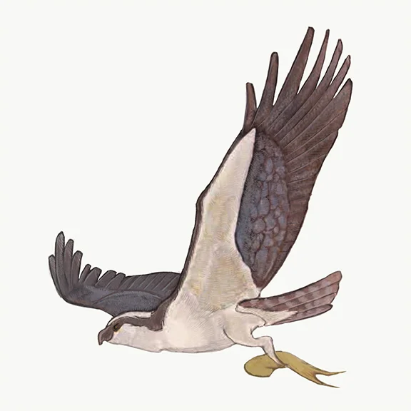 Osprey