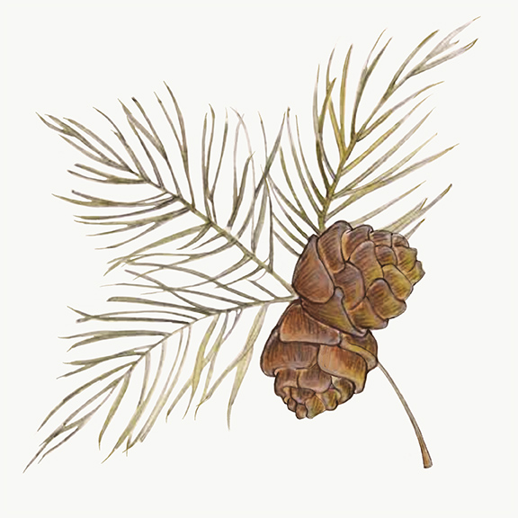 Red Pine