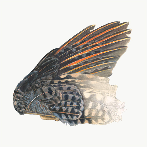 Red-Shafted Flicker Wing