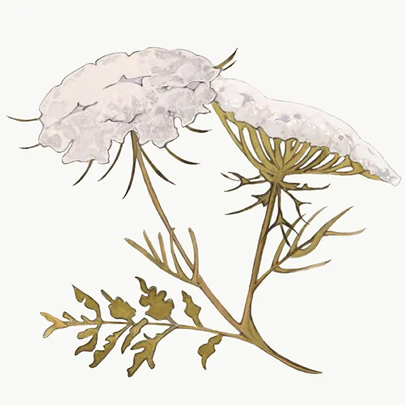 Queen Anne’s Lace