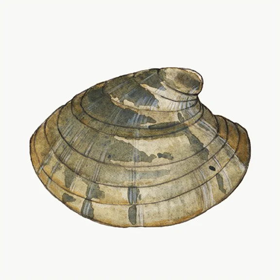 Manila Clam