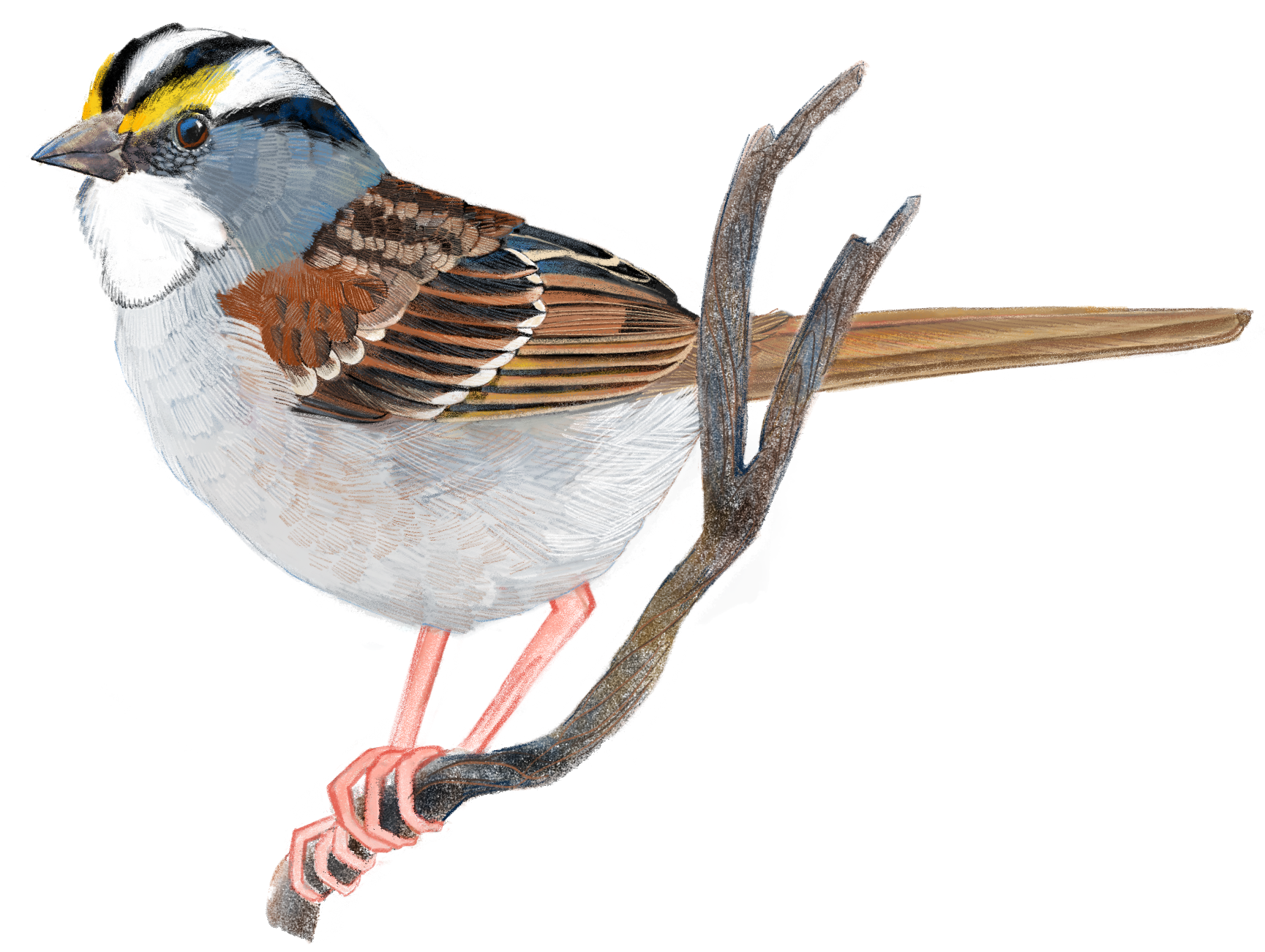 Wildlife Illustration