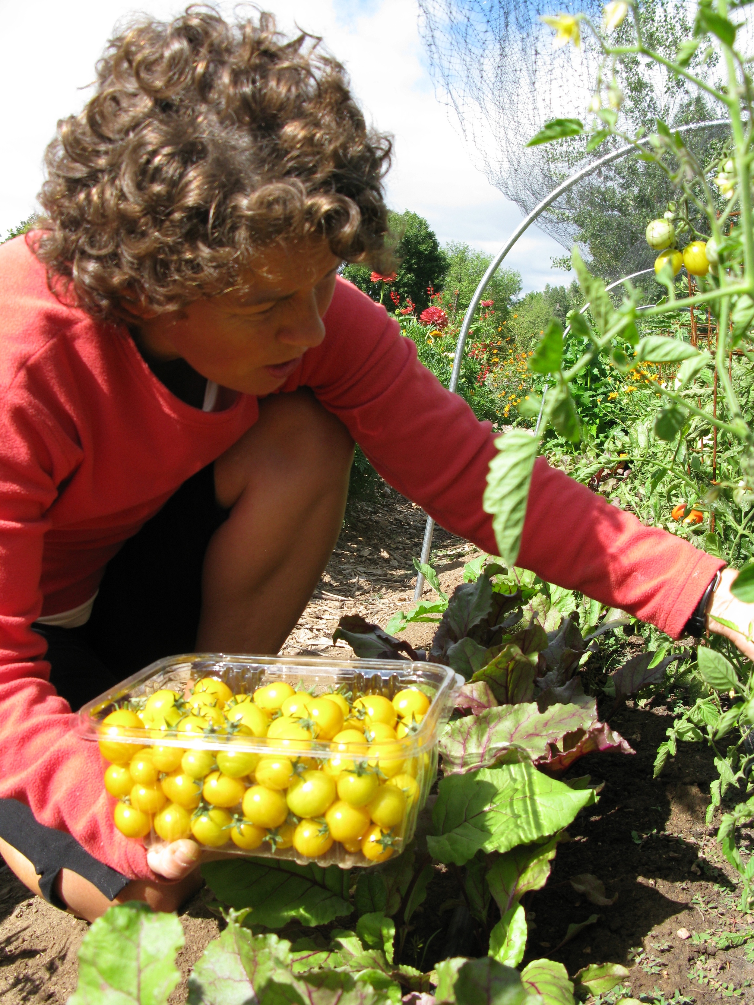 LRB 2Sep10 harvestingJulie2.JPG