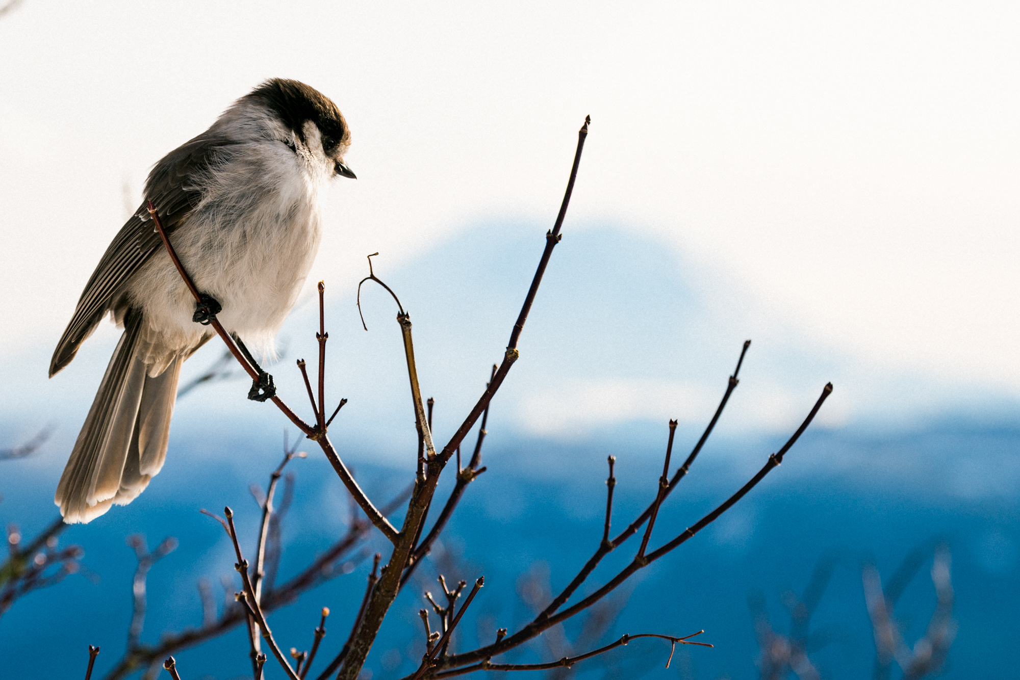 Camp robbers at the top of Mt. Si will steal food right out of your hands.