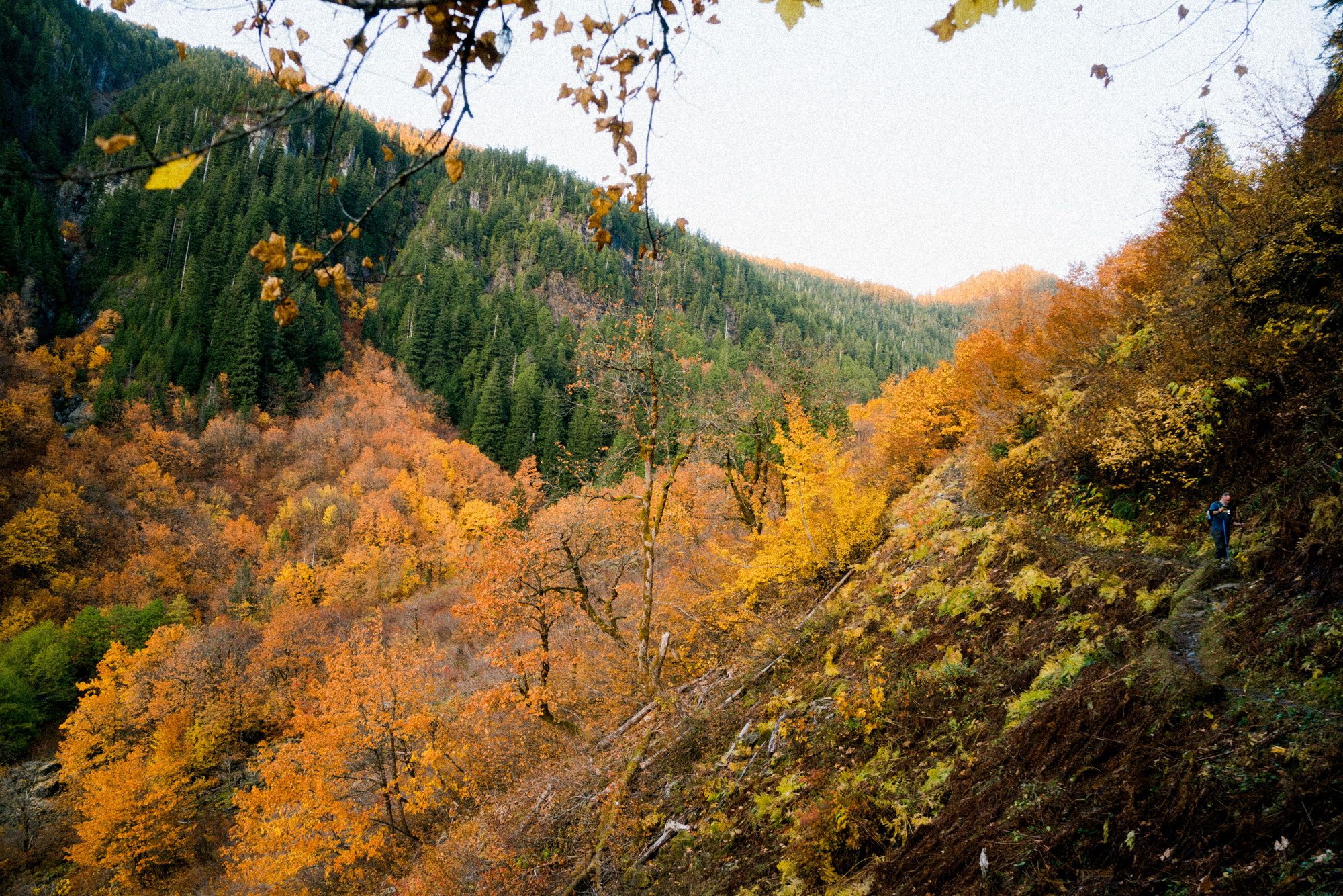 Mt Forgotten Meadows Fall (SM)-01875.jpg