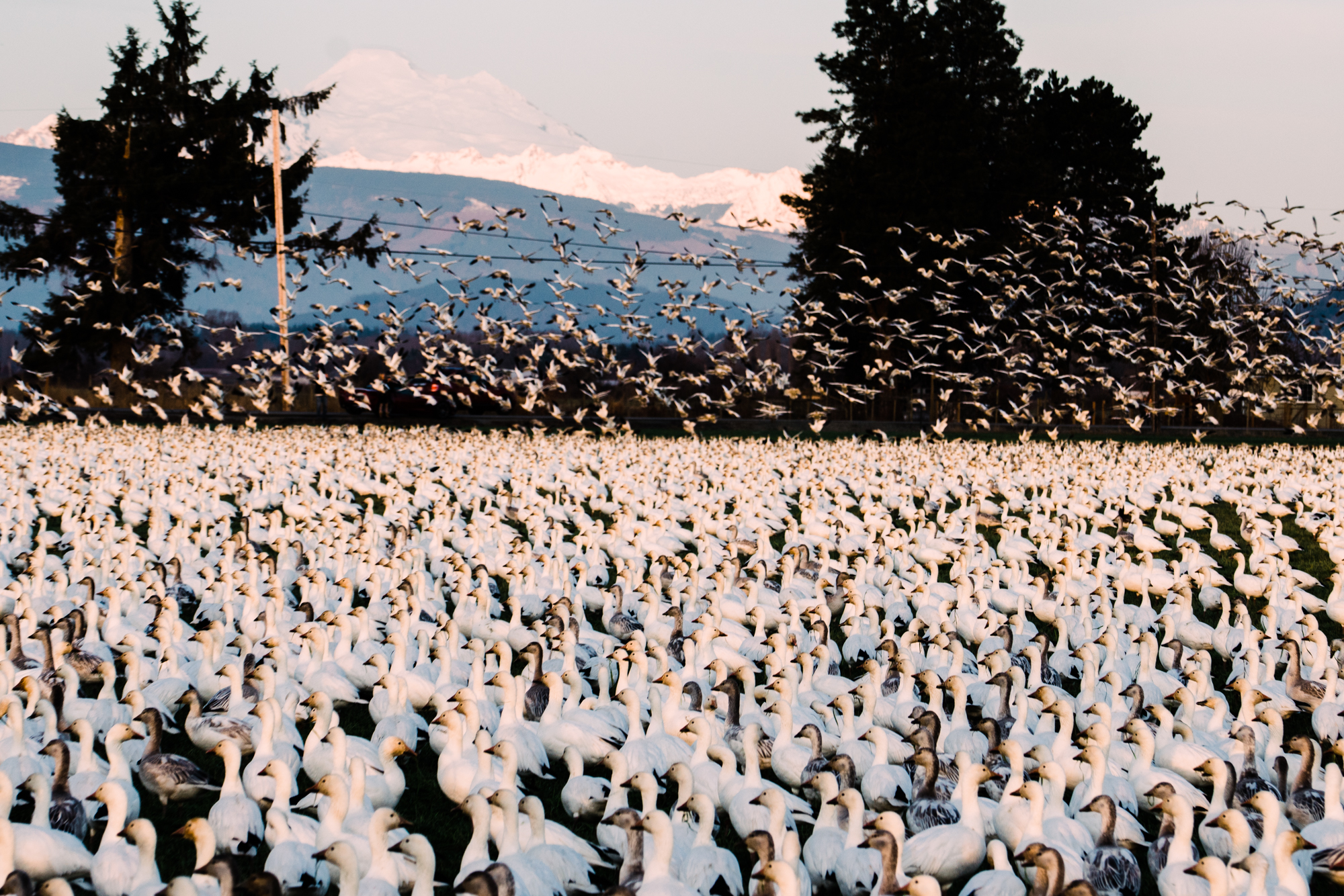 Skagit Delta Goose Chase web-03405.jpg