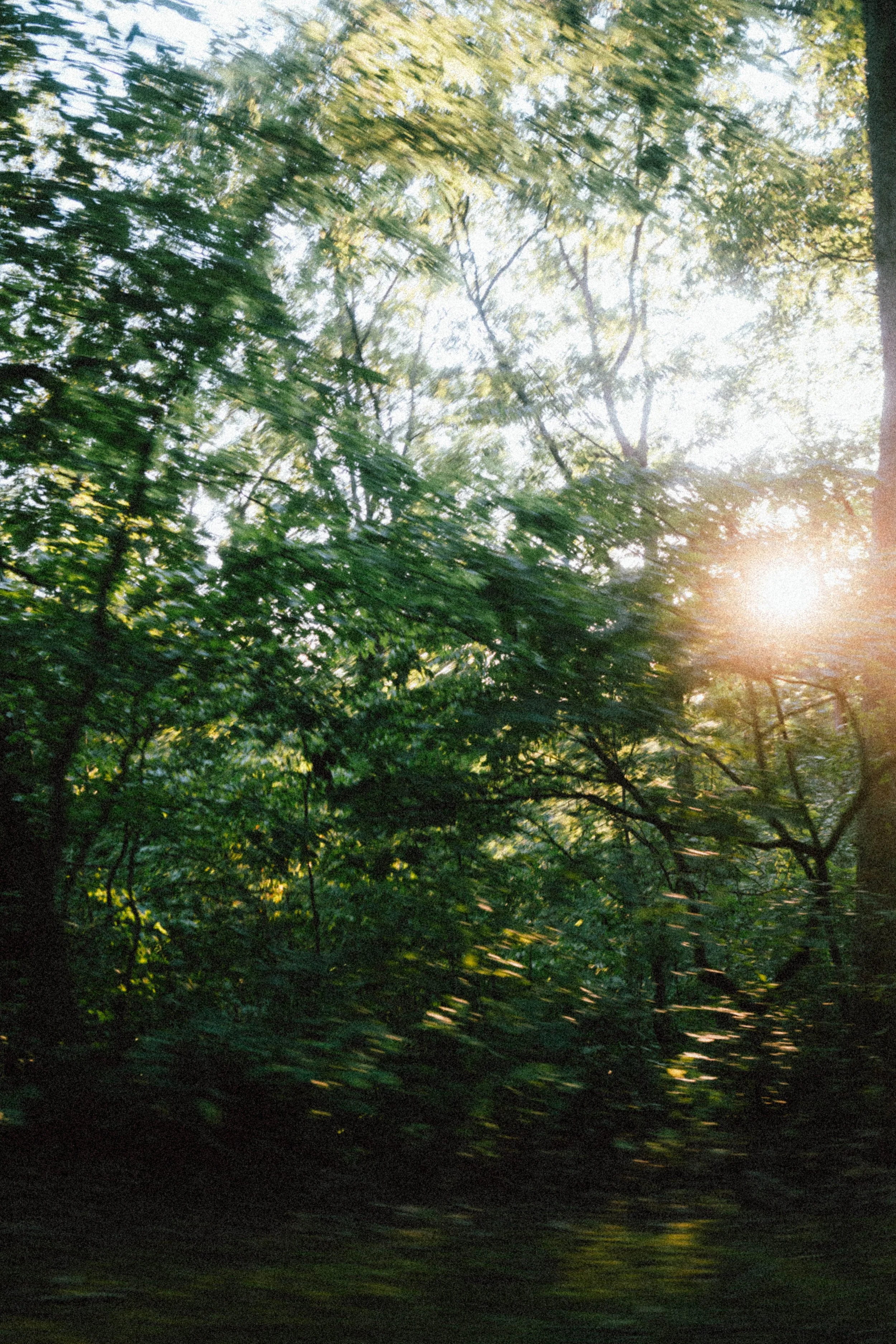Green Dream.jpg