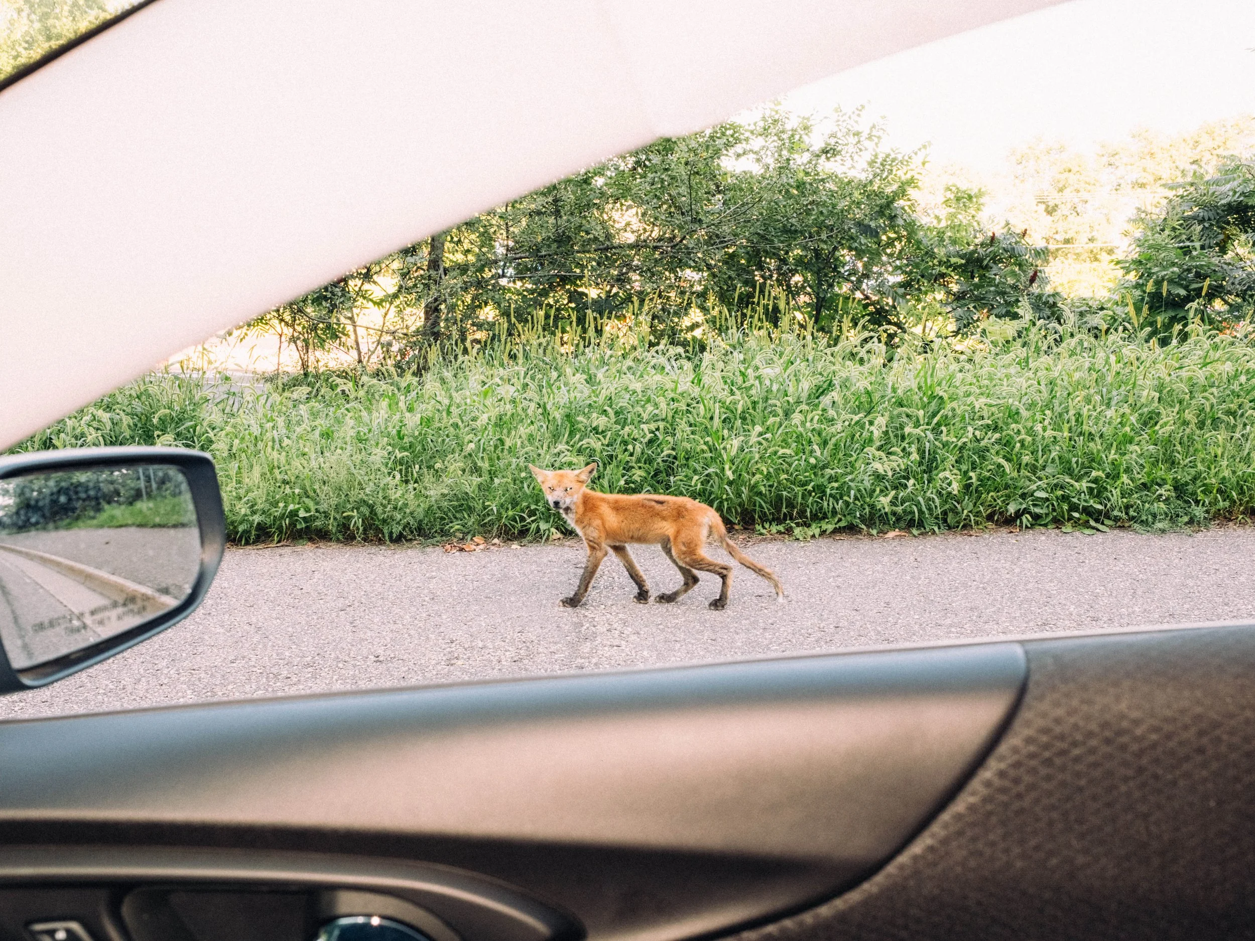Fox from Car.jpg