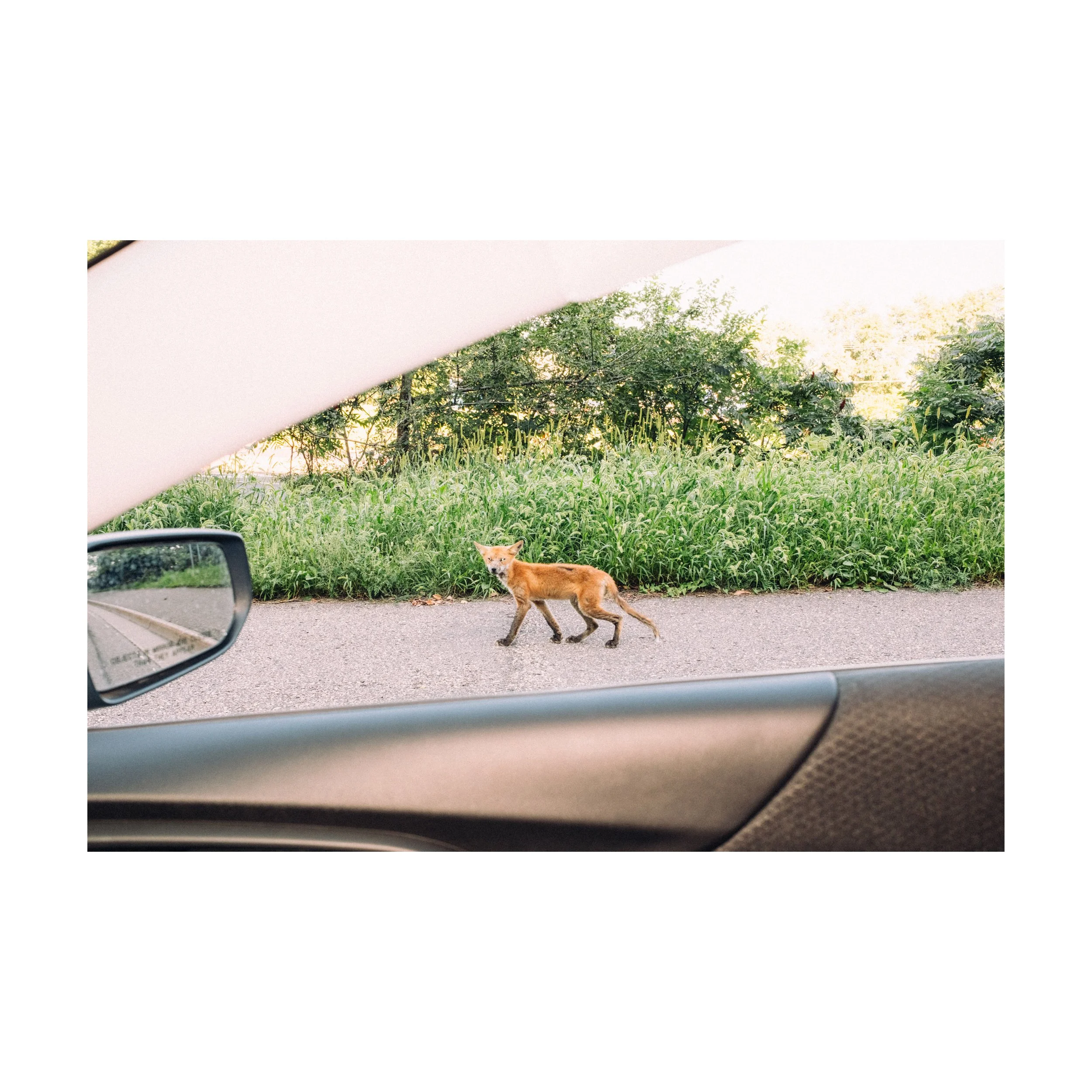 Fox from Car_square.jpg