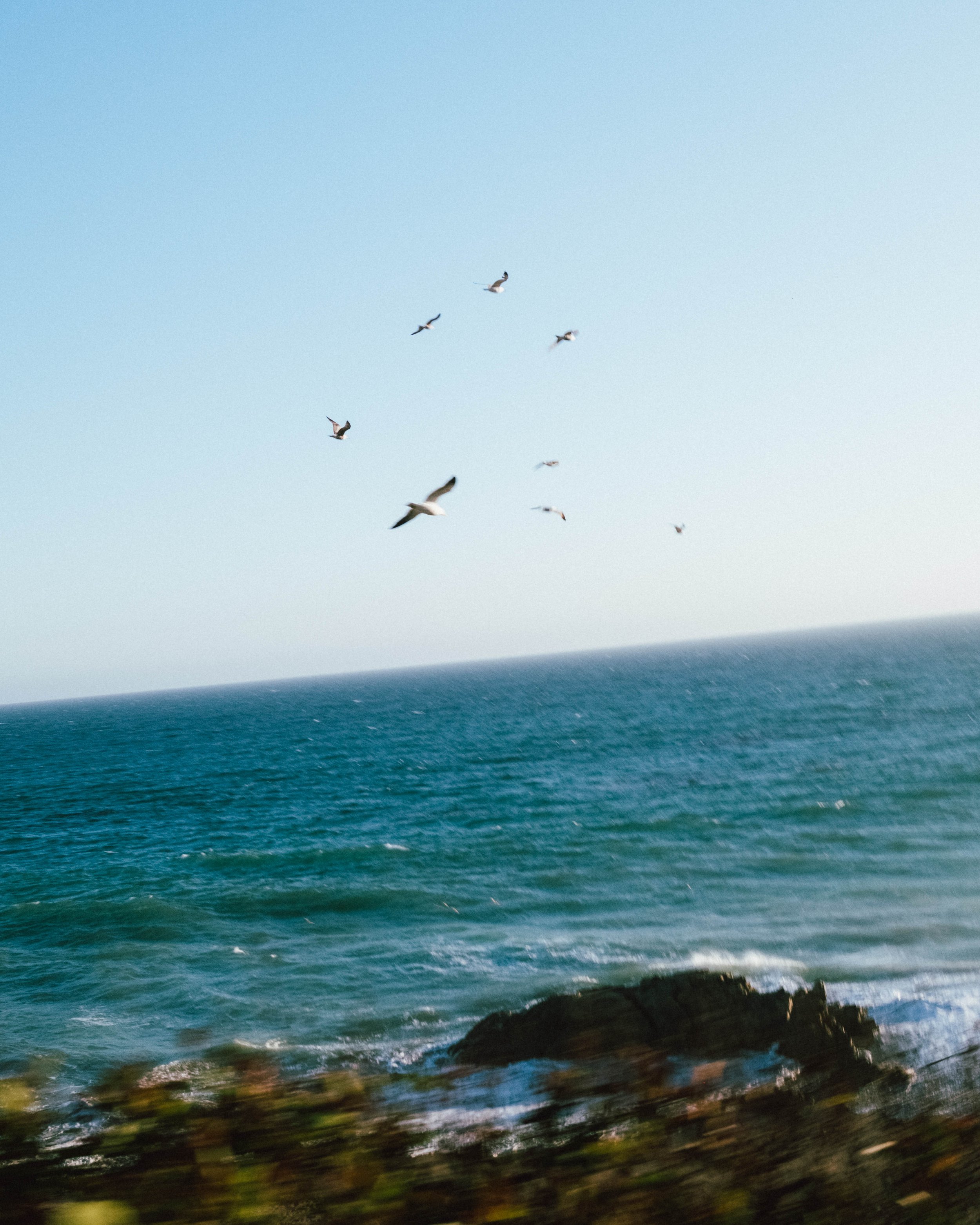 Malibu Birds.jpg