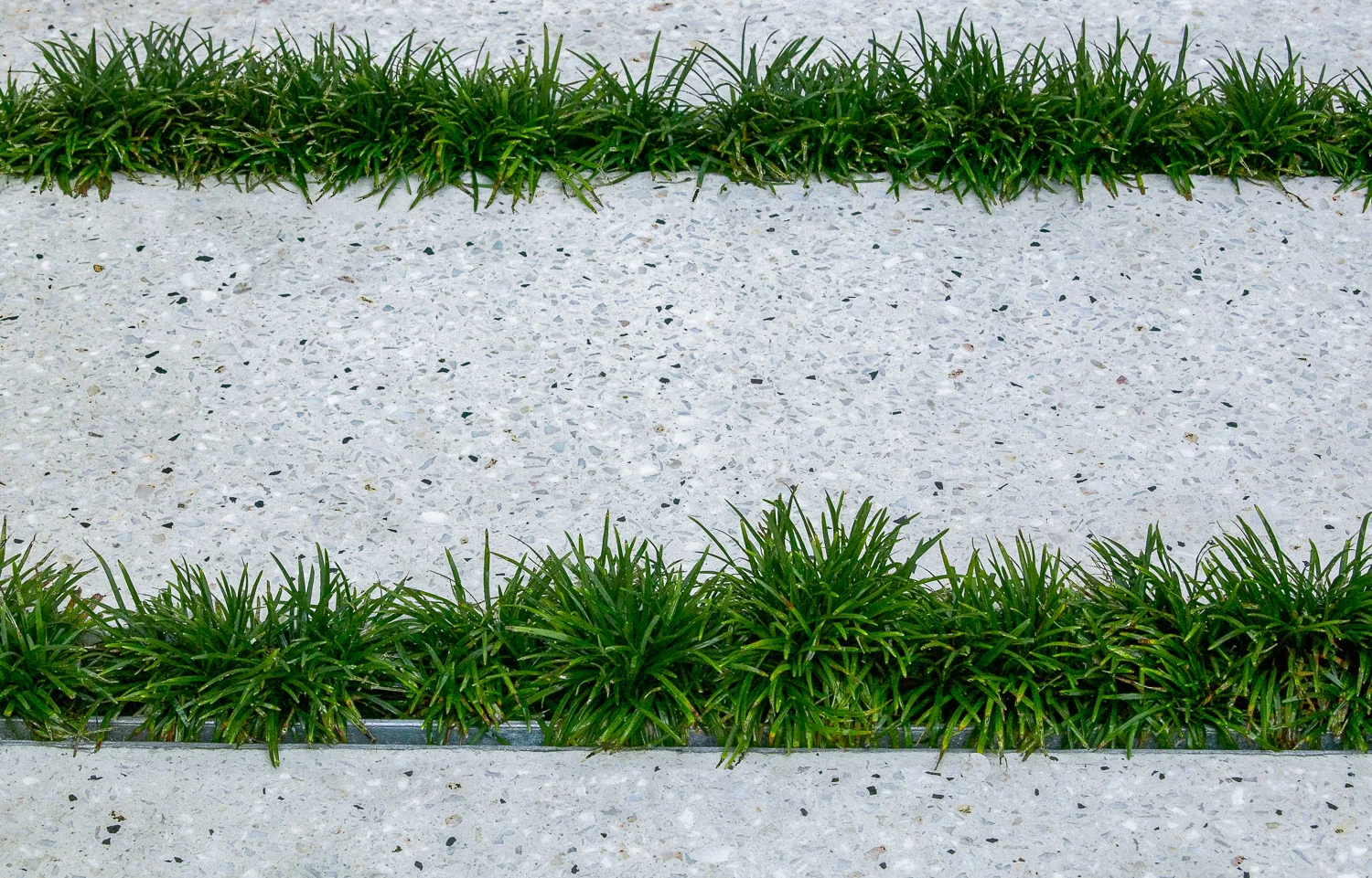 Moss Web image-7.jpg
