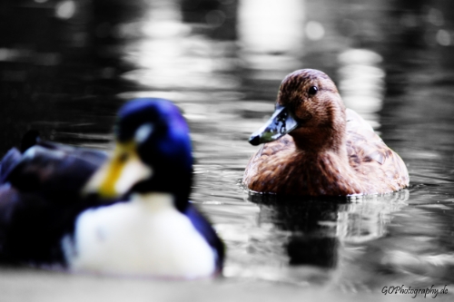 Eins meiner ersten Bilder! ;D