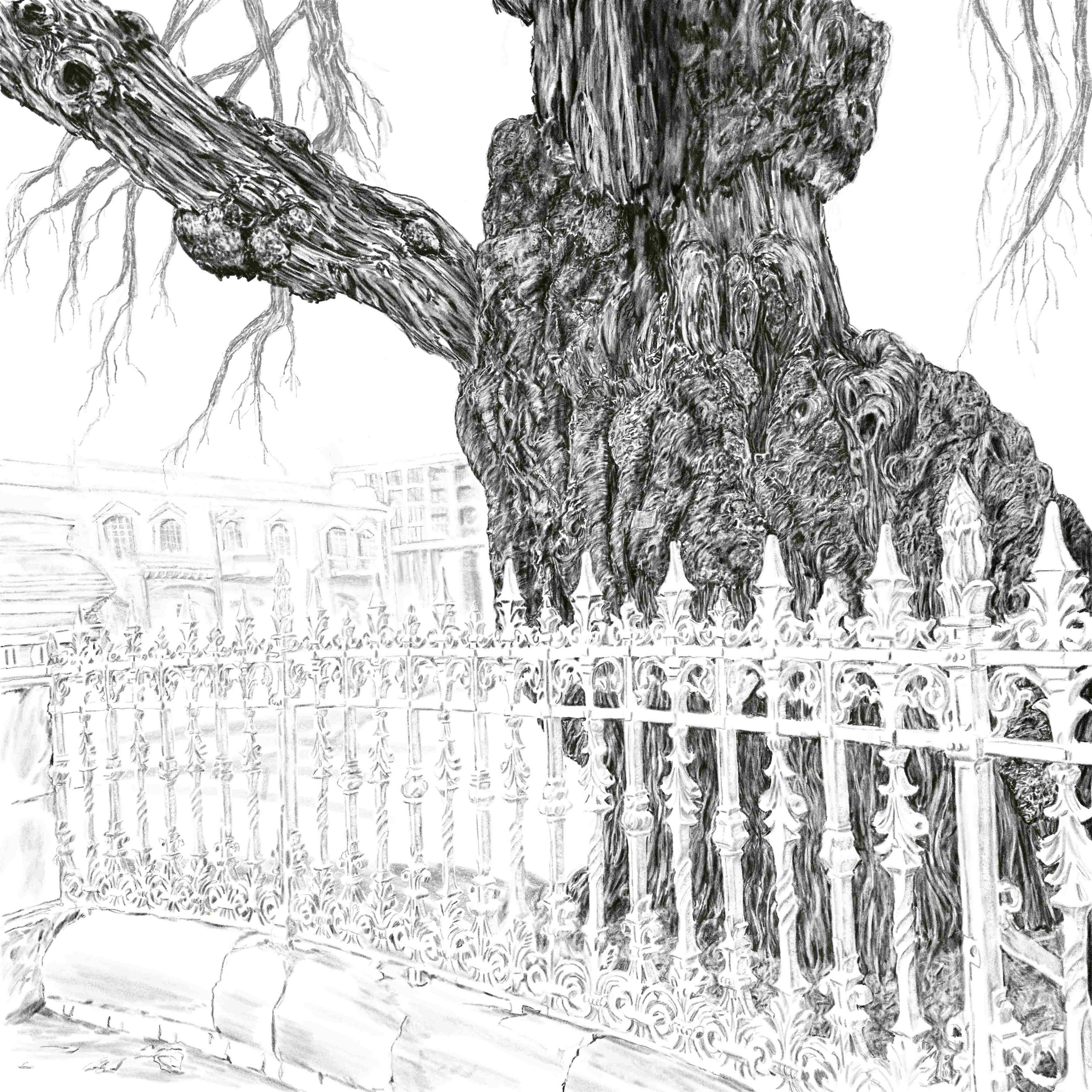 3855_Adelaide Beauty - Glenda Markwell - Emerging Artist.jpg