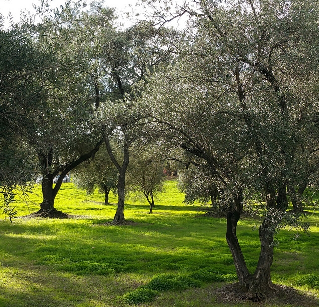 The Olive Groves (Parks 7 &amp; 8) photo album