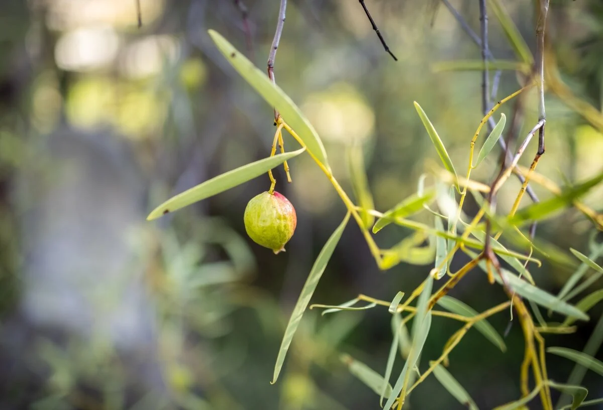 A quandong about to ripen alongside 19th century graves.  Pic: James Elsby