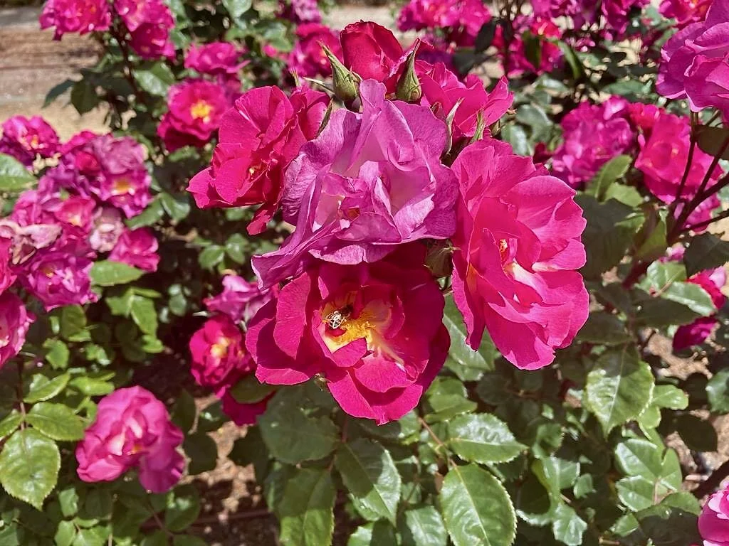 Botanic Garden in bloom