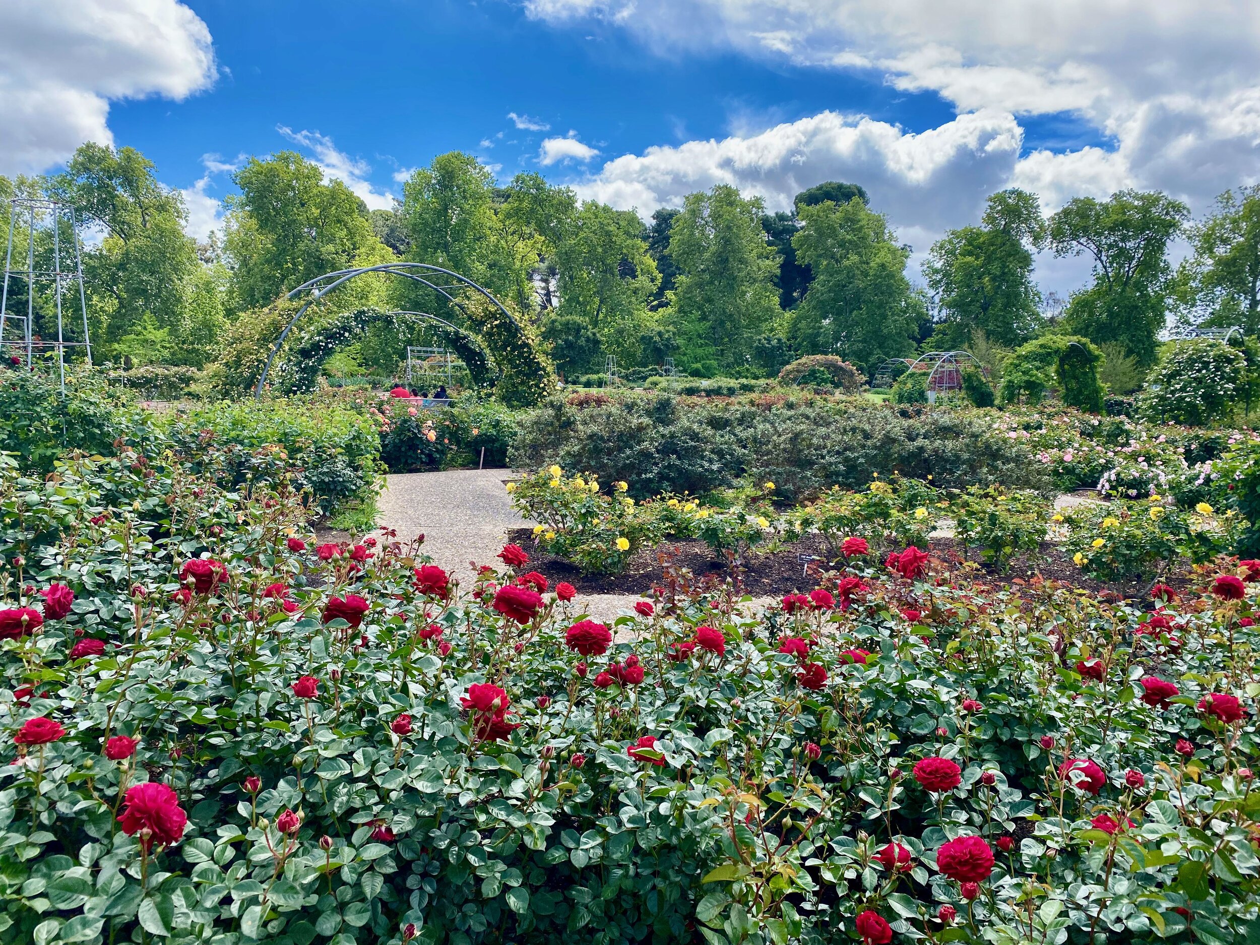 Our Mediterranean climate makes Adelaide a natural home for roses. Photo: Daniella Caruso.