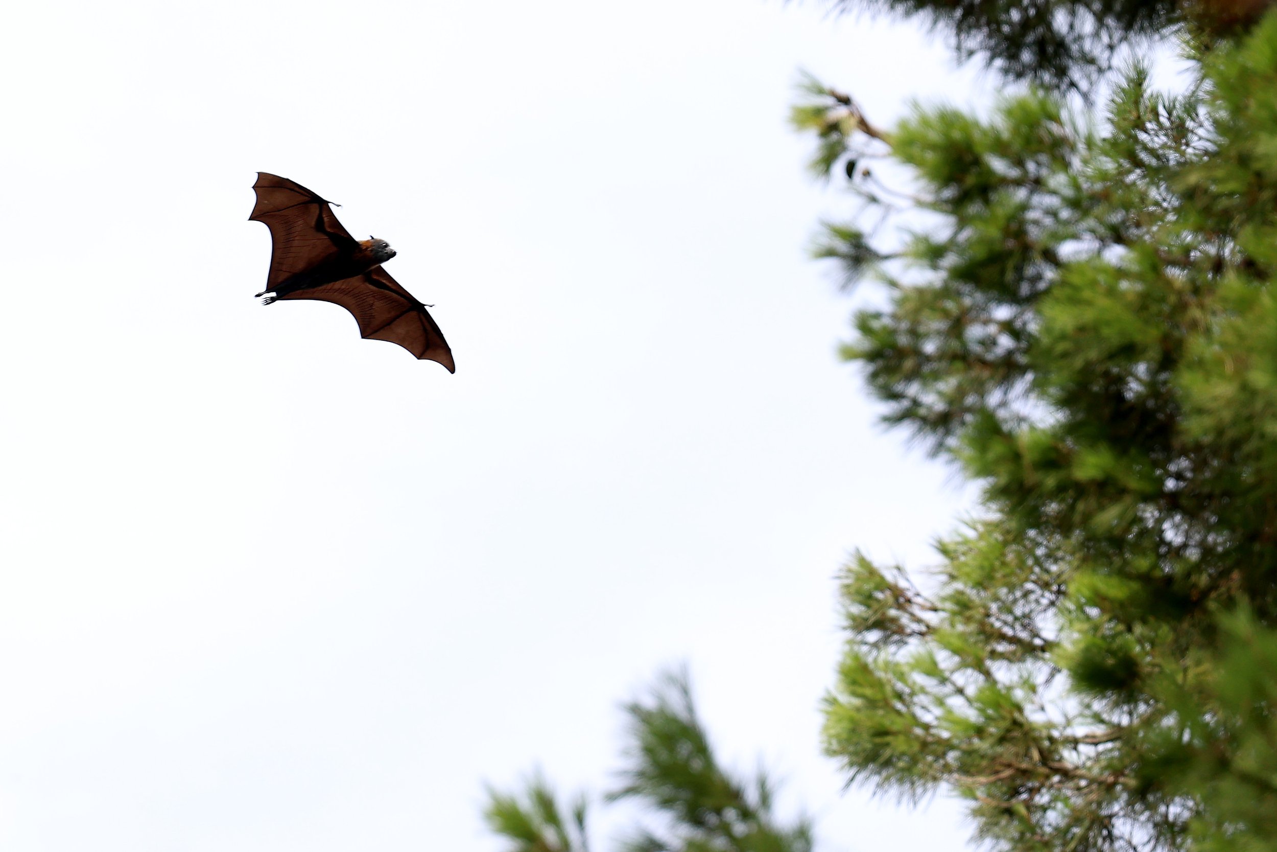 Photographing wildlife