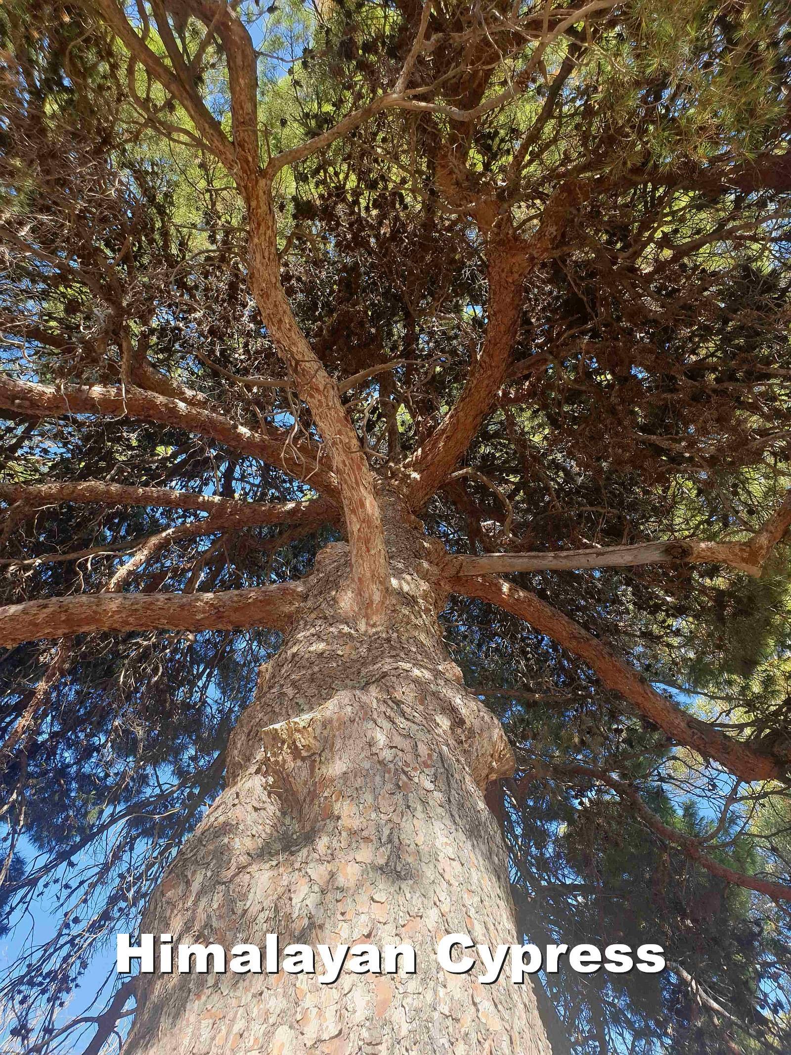 02_Wed Himalayan Cypress 1600w.jpg